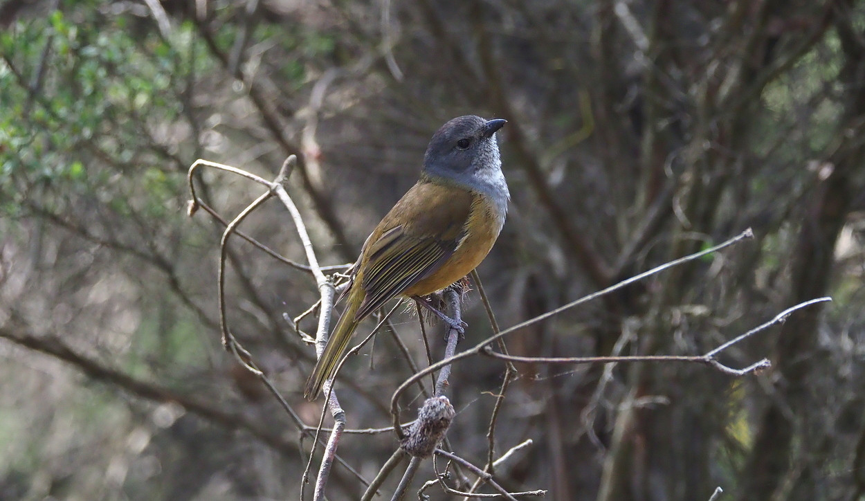 image Olive Whistler